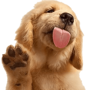 puppy licks the screen