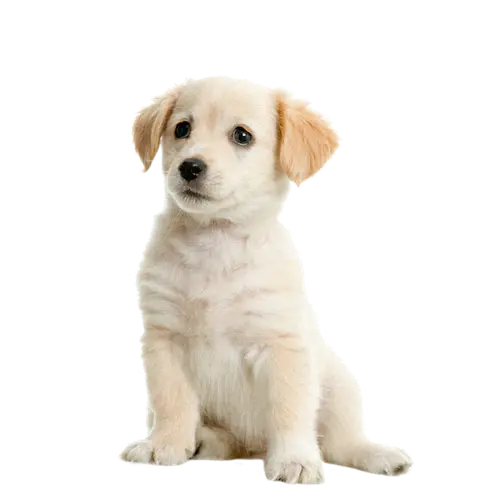 dog-jennifer-picture