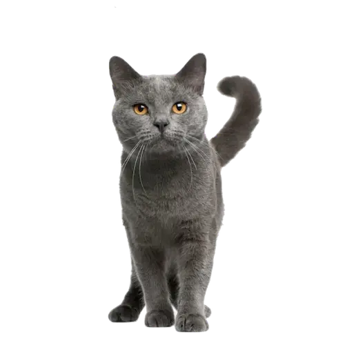 cat-katrine-picture