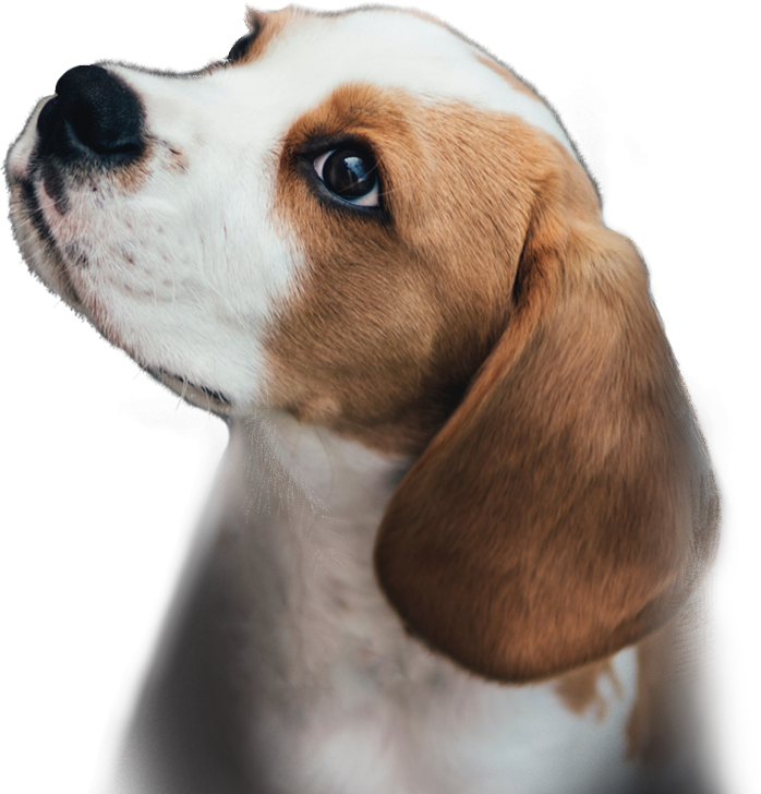 main puppy