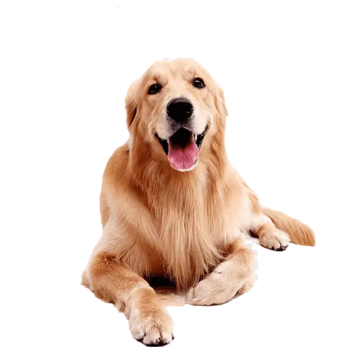 dog-woody-picture